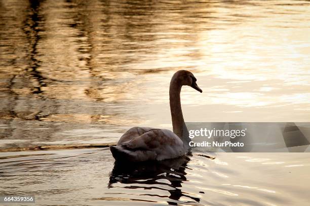 Swan is seen swimming during sunset in the Brda river on 3 April, 2017 in Bydgoszcz, Poland.