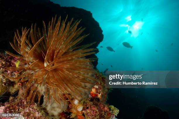 magnificent feather duster and sunlight. - feather duster worm stock pictures, royalty-free photos & images