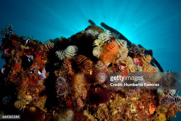 christmas tree worms and sunlight. - lombrico foto e immagini stock