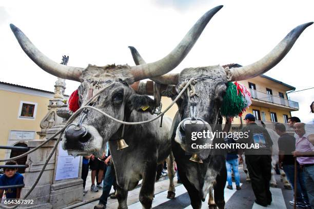 Moment during the farmer festival, as volunteers help the oxen to carry a 25 meters wheat obelisk build in honor of Madonna Addolorata in Mirabella...