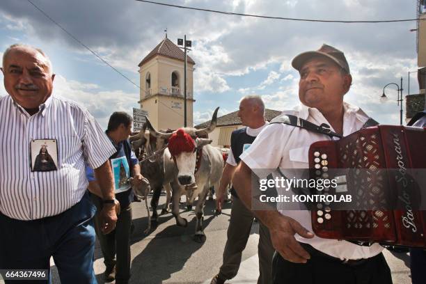 Moment during the farmer festival, as volunteers help the oxen to carry a 25 meters wheat obelisk build in honor of Madonna Addolorata in Mirabella...