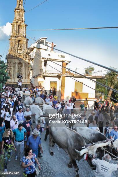 Moment during the farmer festival, as volunteers help the oxen to carry a 25 meters wheat obelisk build in honor of Madonna Addolorata in Mirabella...