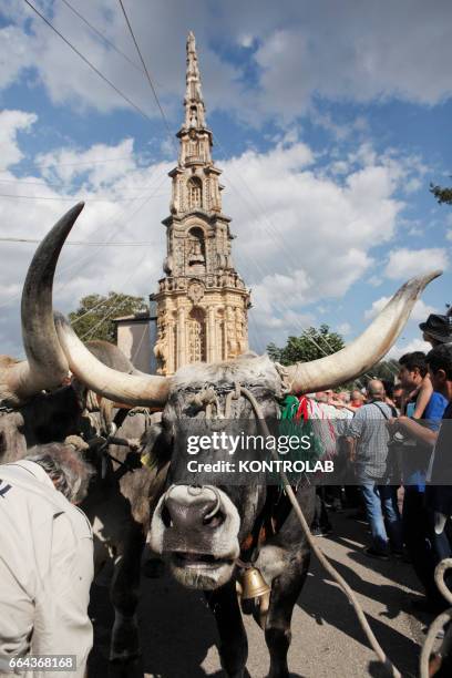 Moment during the farmer festival, as volunteers help the oxen to carry a 25 meters wheat obelisk build in honor of Madonna Addolorata in Mirabella...