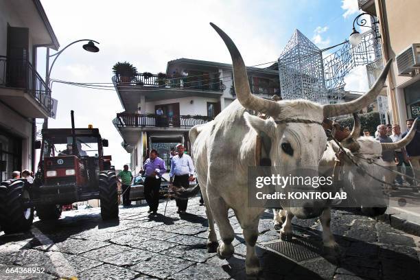 Moment during the farmer festival, as volunteers help the oxen to carry a 25 meters wheat obelisk build in honor of Madonna Addolorata in Mirabella...