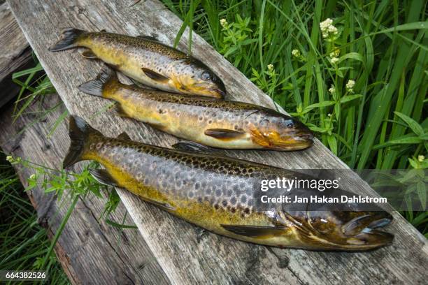 brown trouts (salmo trutta) on plank - brown trout stock pictures, royalty-free photos & images