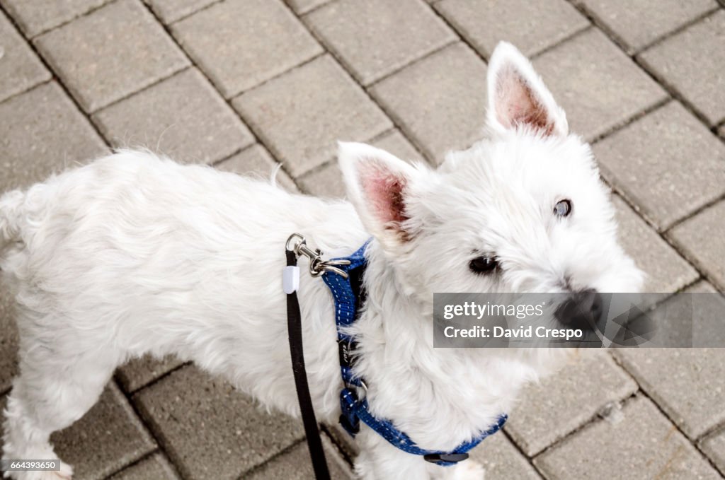 Westie dog