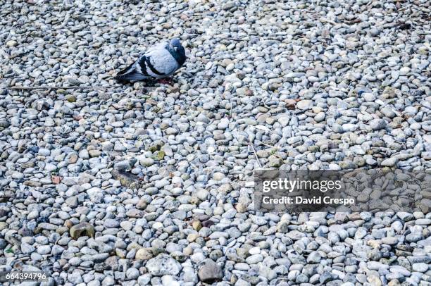 pigeon - big fat black man stock-fotos und bilder