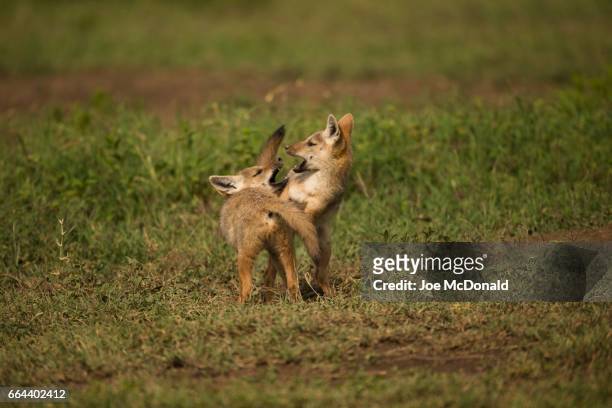 golden jackal - canine stockfoto's en -beelden