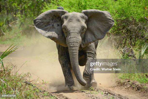 gorongosa's elephant # 01 - african elephant ストックフォトと画像