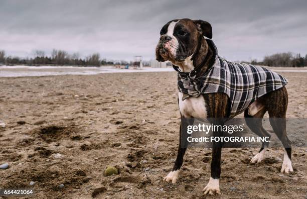 boxer on the beach - boxer dog playing stock pictures, royalty-free photos & images