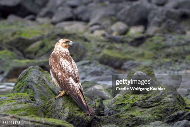 Juvenile Galapagos hawk on the rocks of Santa Fe Island in the Galapagos National Park, Galapagos Islands, Ecuador.