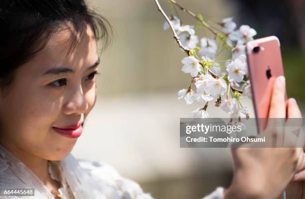 Woman poses for a selfie photograph with a cherry tree in bloom on April 4, 2017 in Tokyo, Japan. Japan's cherry blossom season is reaching its...