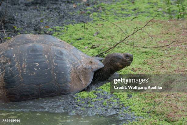 Giant tortoise in the mud of a pond in the highlands of Santa Cruz Island in the Galapagos Islands, Ecuador.