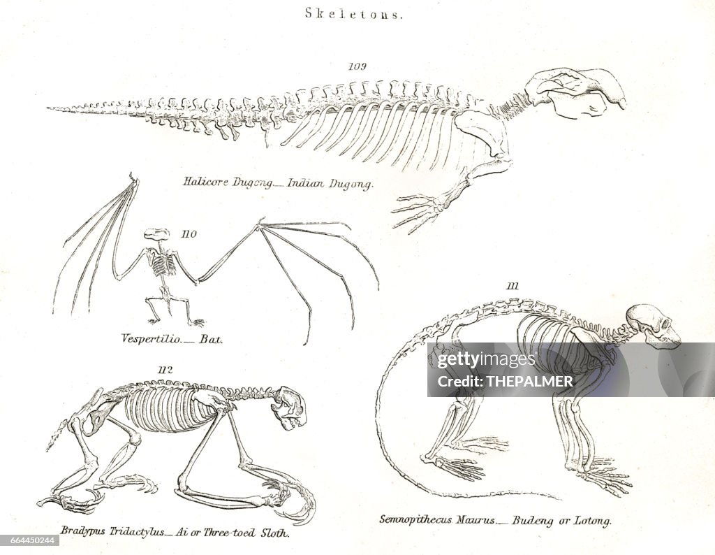 Animal skeletons engraving 1803