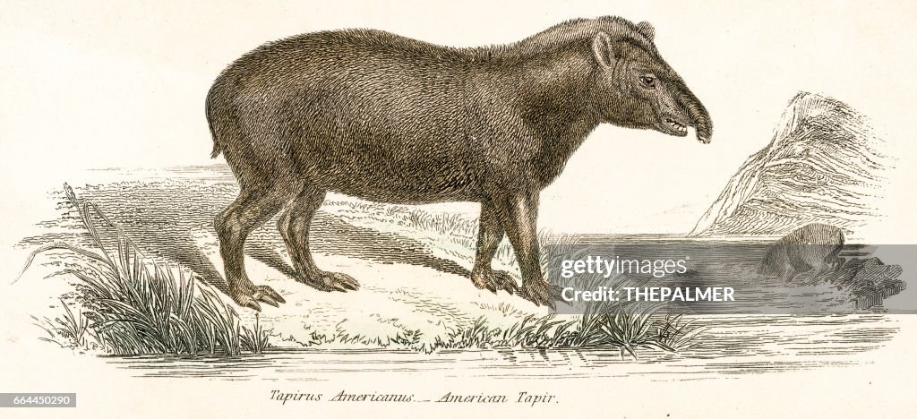 Tapir engraving 1803
