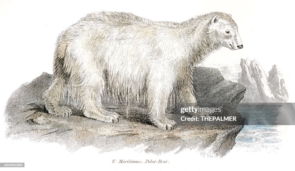 Eisbär Gravur 1803