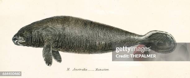 44点のマナティイラスト素材 Getty Images 44点のマナティイラスト素材 Getty Images