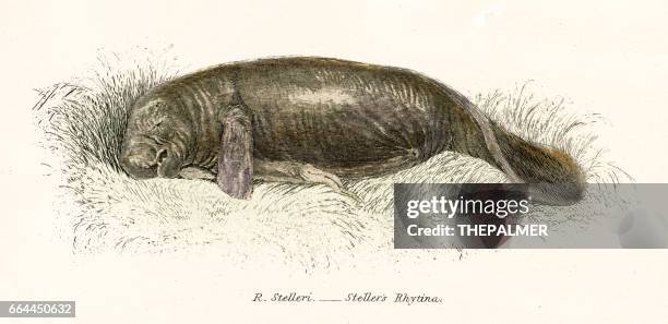 44点のマナティイラスト素材 Getty Images 44点のマナティイラスト素材 Getty Images
