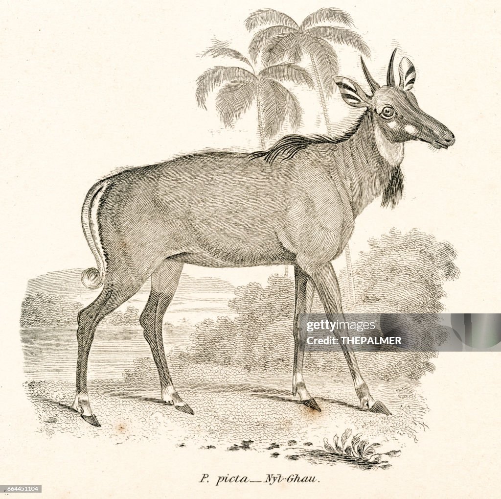 Nilgai antelope engraving 1803