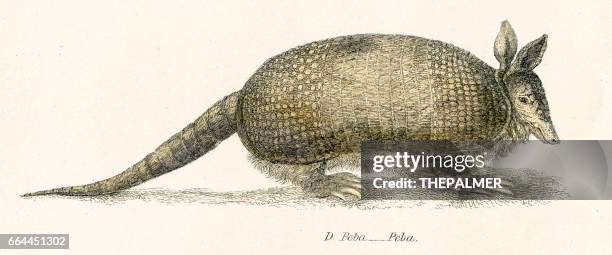 armadillo engraving 1803 - armadillo stock illustrations