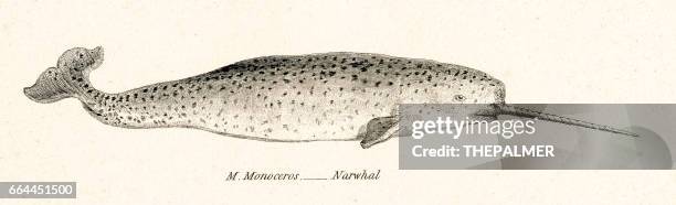 ilustraciones, imágenes clip art, dibujos animados e iconos de stock de grabado de 1803 de narwhal - narval