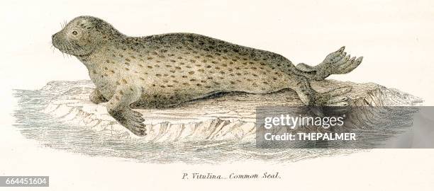 common seal engraving 1803 - harbour seal stock illustrations