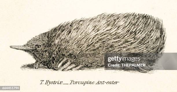 equidna engraving 1803 - echidna stock illustrations