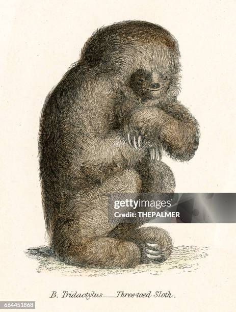 sloth engraving 1803 - sloth stock illustrations