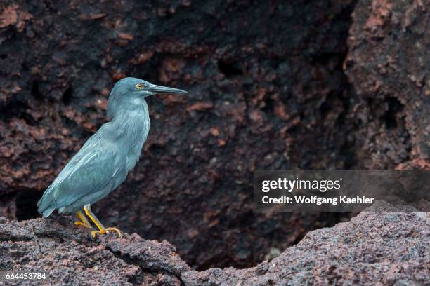Lava Fields Rabida Rabida Island Photos and Premium High Res Pictures - Getty Images