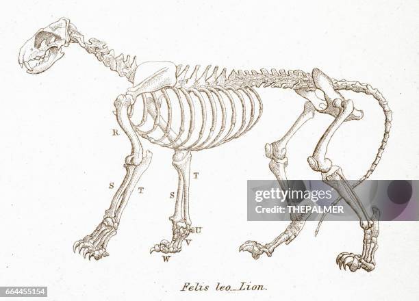 löwe-skelett gravur 1803 - lion skeleton stock-grafiken, -clipart, -cartoons und -symbole