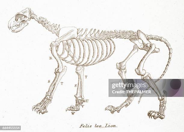 stockillustraties, clipart, cartoons en iconen met lion skelet gravure 1803 - dierlijk skelet