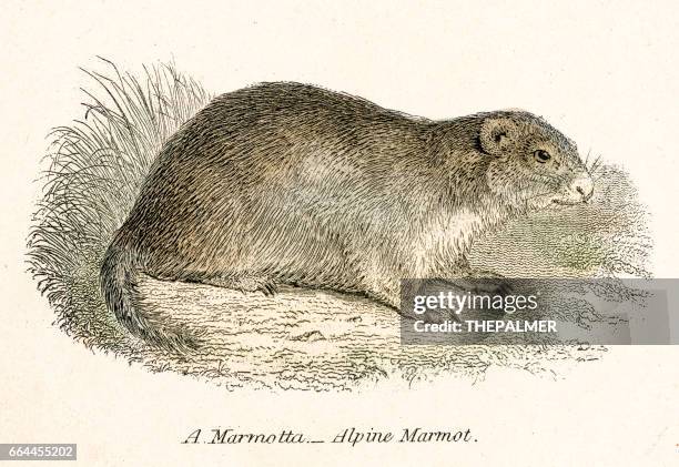 ilustraciones, imágenes clip art, dibujos animados e iconos de stock de grabado de 1803 de marmota - marmota canadiense