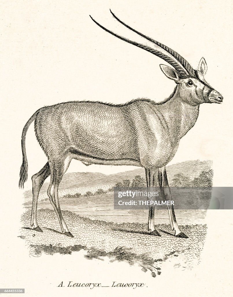 Arabian oryx engraving 1803