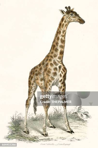 giraffe gravur 1803 - girafe stock-grafiken, -clipart, -cartoons und -symbole