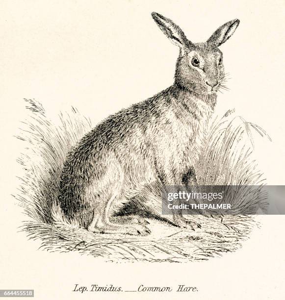 hare engraving 1803 - rabbit animal stock illustrations