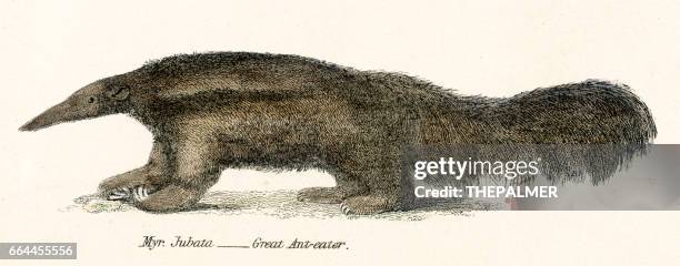 great ant eater engraving 1803 - giant anteater stock illustrations