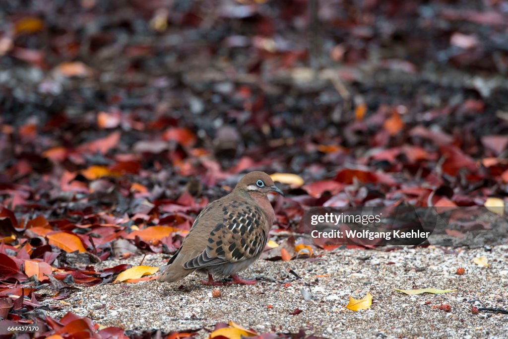 A Galapagos dove (Zenaida galapagoensis) under trees at...