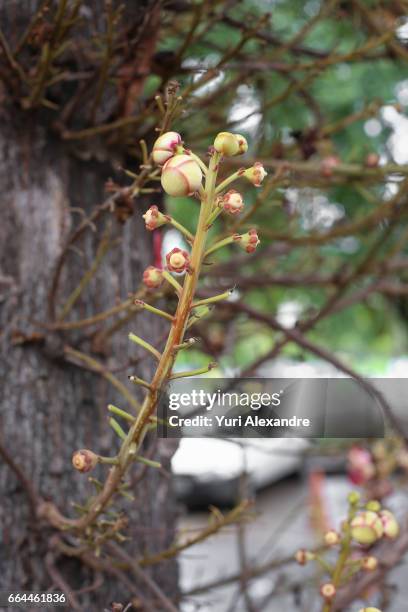 cannonball tree buds - couroupita guianensis - biologia 個照片及圖片檔