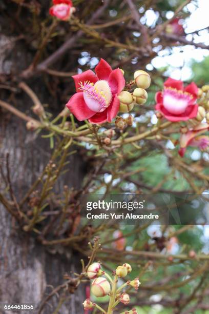 cannonball tree flower - biologia 個照片及圖片檔