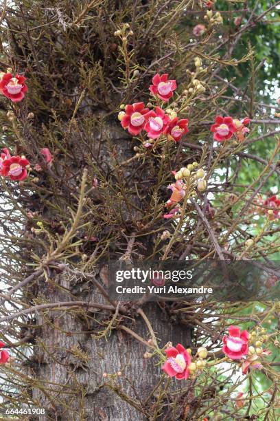 cannonball tree flowers - biologia 個照片及圖片檔