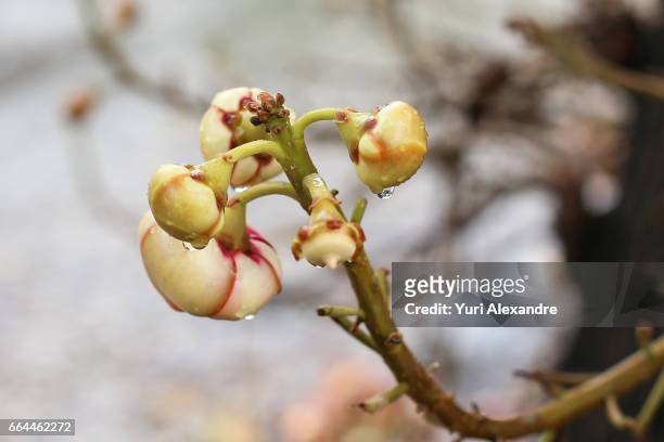 cannonball tree buds - couroupita guianensis - biologia 個照片及圖片檔