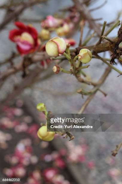 cannonball tree flower - couroupita guianensis - cannonball tree stock pictures, royalty-free photos & images
