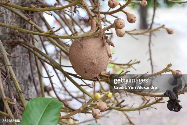 cannonball tree fruit - couroupita guianensis - cannonball tree stock pictures, royalty-free photos & images