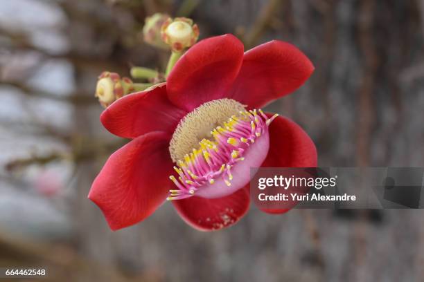 cannonball tree flower - couroupita guianensis - cannonball tree stock pictures, royalty-free photos & images