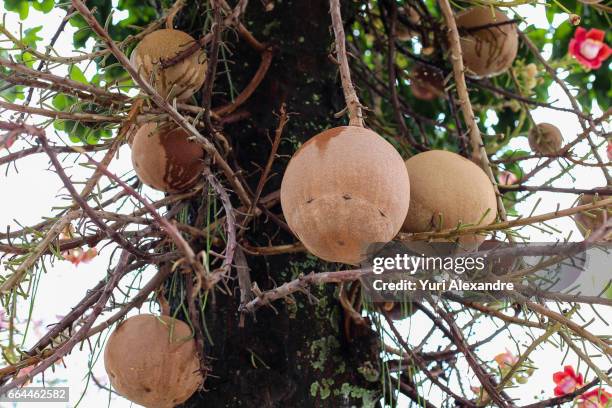 cannonball tree fruits - couroupita guianensis - cannonball tree stock pictures, royalty-free photos & images