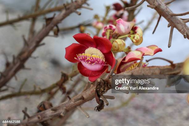 cannonball tree flower - couroupita guianensis - biologia 個照片及圖片檔