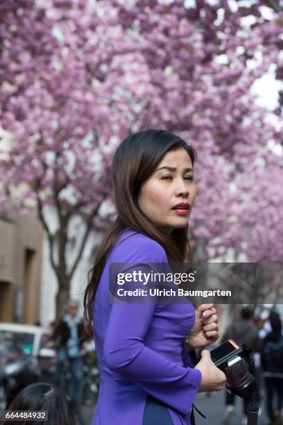 Cherry blossom in the old town of Bonn. According to the Internet, the narrow street is one of the ten most beautiful avenues in the world and is...