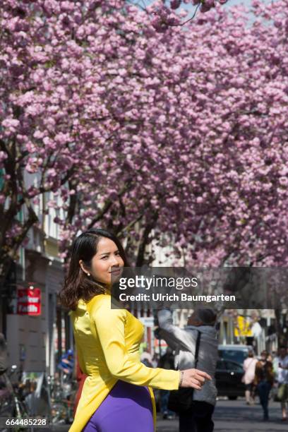 Cherry blossom in the old town of Bonn. According to the Internet, the narrow street is one of the ten most beautiful avenues in the world and is...