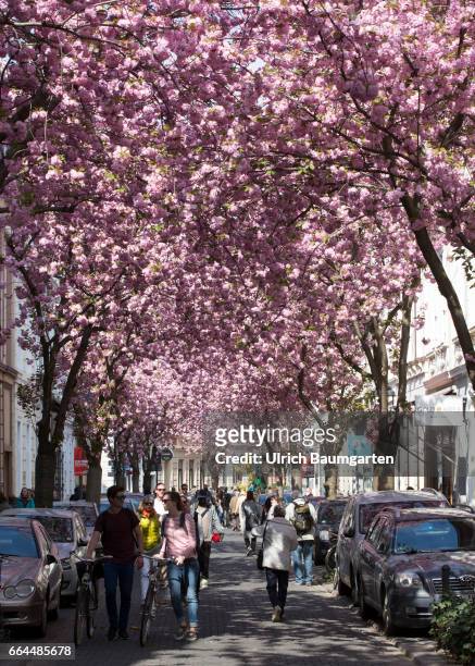Cherry blossom in the old town of Bonn. According to the Internet, the narrow street is one of the ten most beautiful avenues in the world.