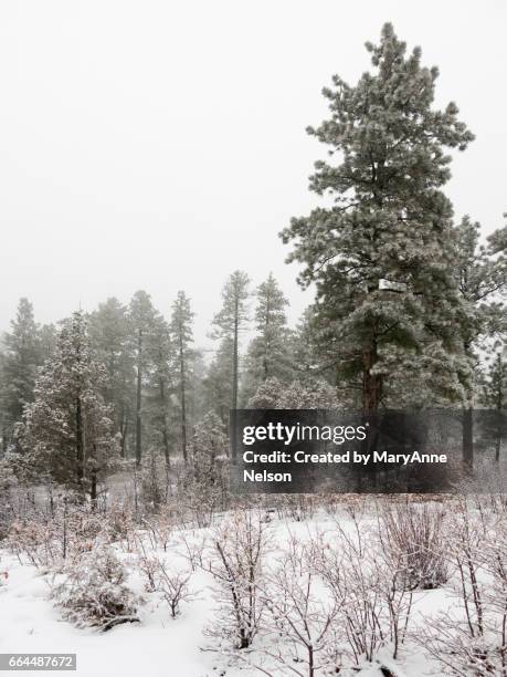 pines and small gambol oak in winter - gambol stock pictures, royalty-free photos & images